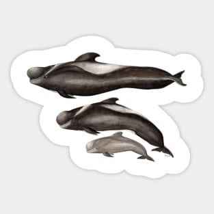 Short-finned pilot whale Sticker